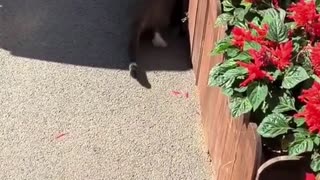 🤣🤣🤣🤣 The Funniest Dog Mishap You'll See Today! | FunFM