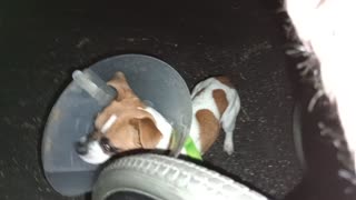 ChaCha Rayo evening doggie walk Rayo's not trembling@rest area start, by vid end tremblin20251117633