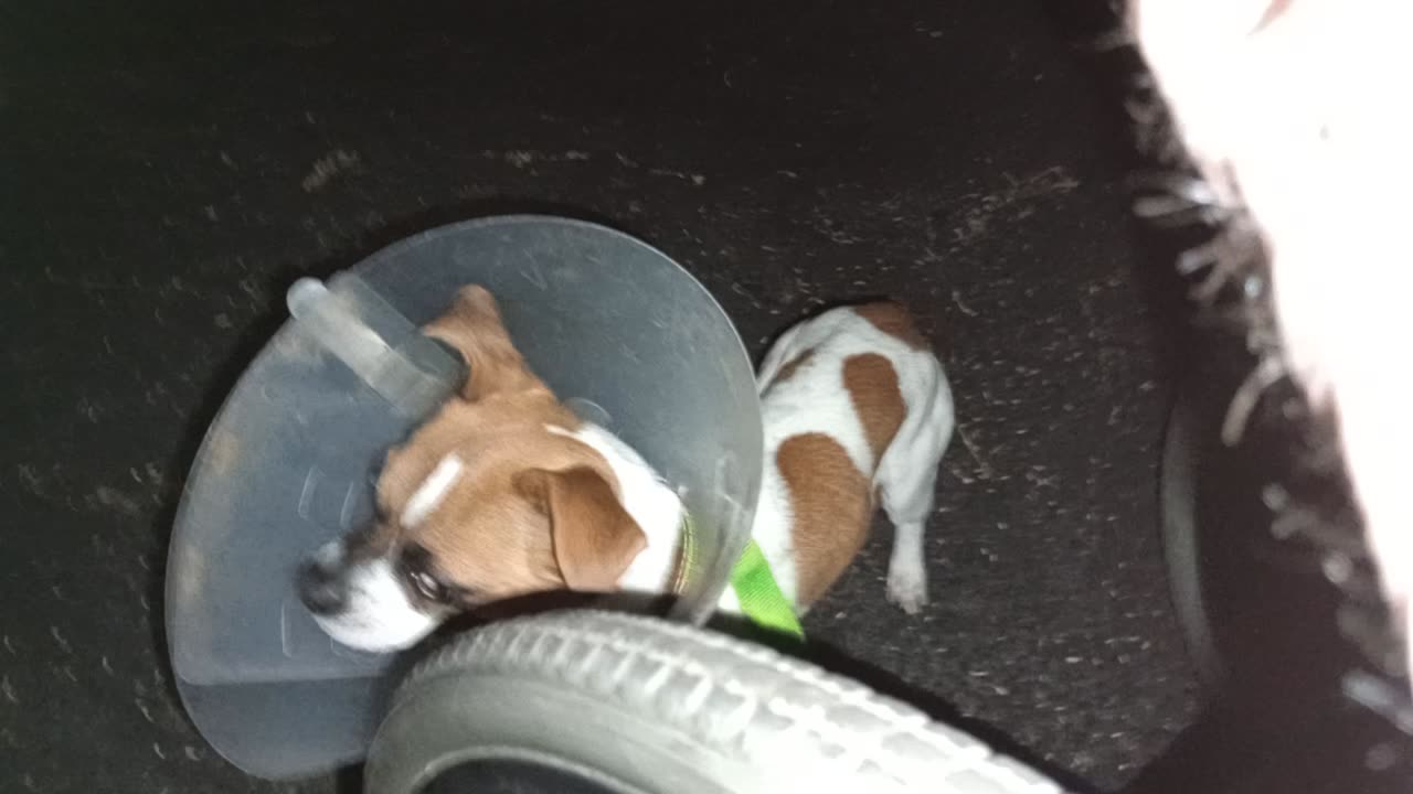 ChaCha Rayo evening doggie walk Rayo's not trembling@rest area start, by vid end tremblin20251117633