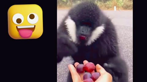 FUNNY MONKEY 😀😀😀