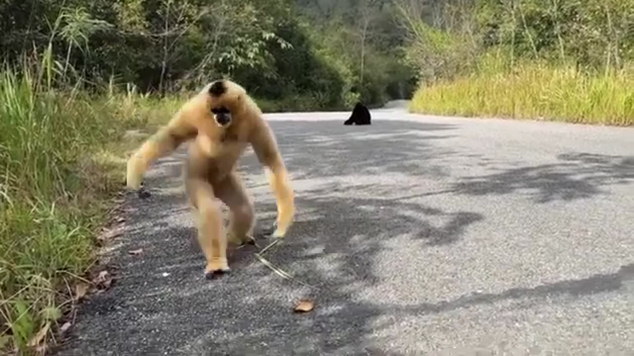 Nice Monkeys
