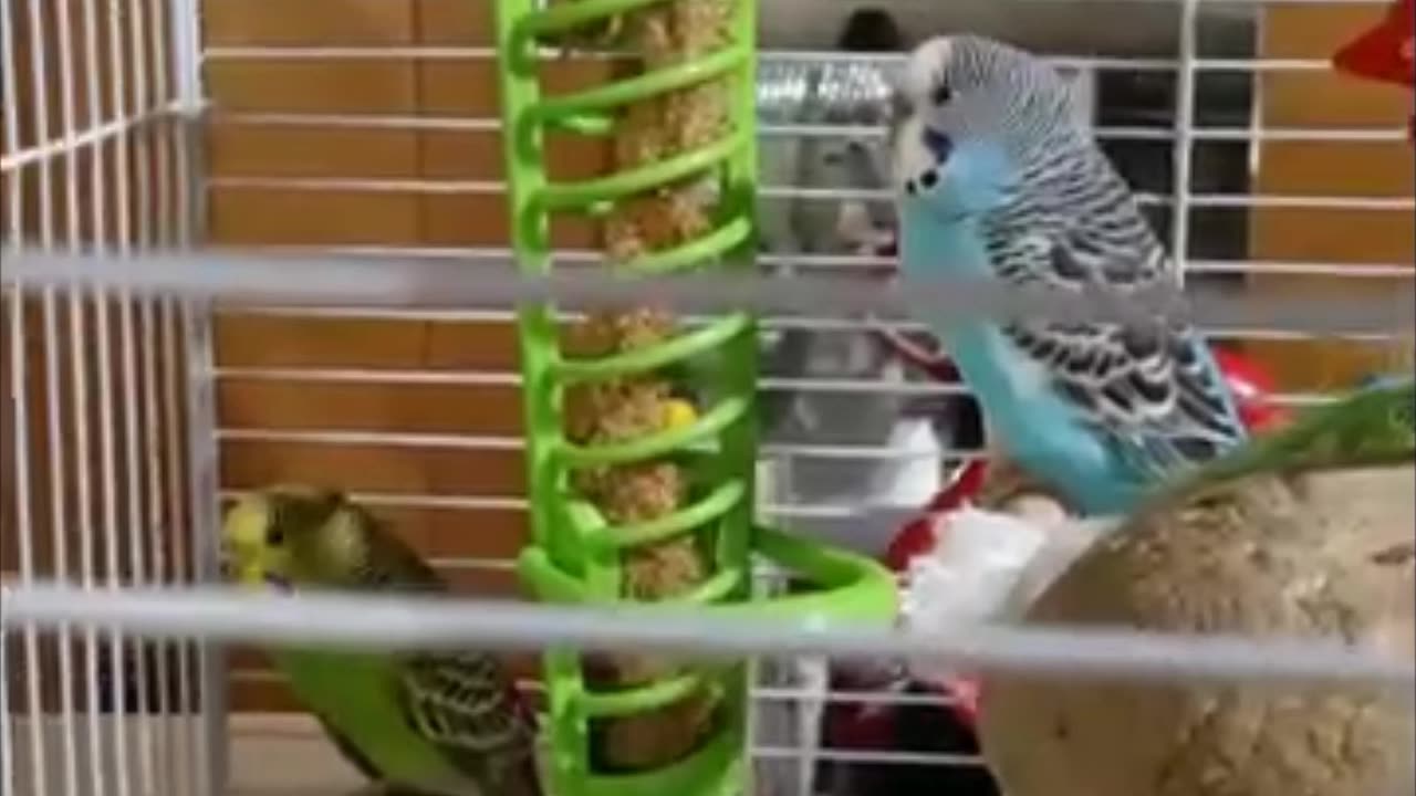 Farewell to my feathered friend