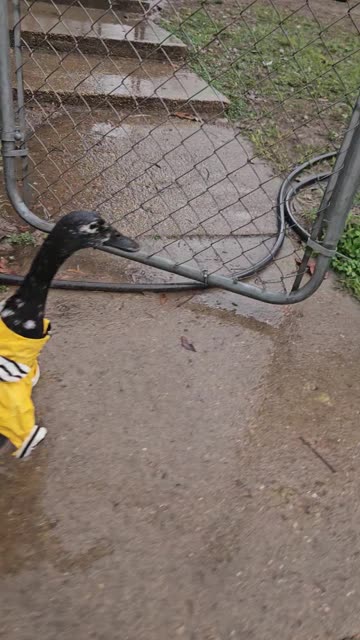 Getting Caught in the Rain