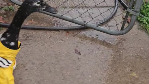 Getting Caught in the Rain