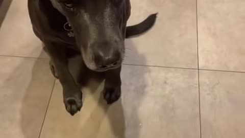 Dogs on a Diet Reacting Hilariously to Their Food! 😂🐶