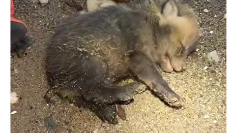 Rescuing a Baby Fox