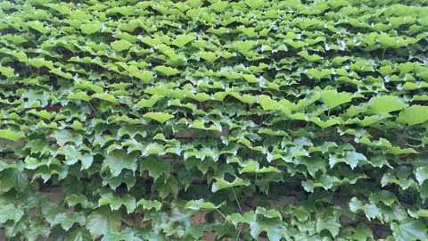 Virginia creeper on the side of a building. beautiful