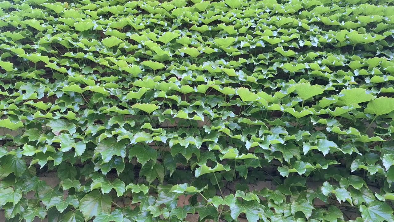 Virginia creeper on the side of a building. beautiful
