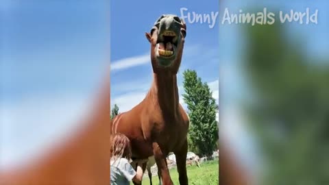 Funniest cat and dogs 😽🐕| funny animal video #10