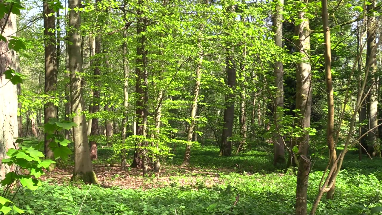Het bos maakt alles beter.