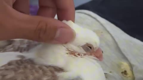 After watching this…you might never look at a pigeon the same way again