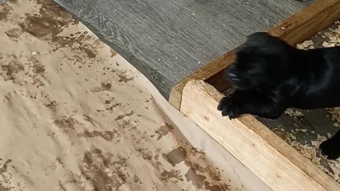 AKC Cane Corso Pups Warhammer Cane Corso 07/13/25