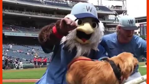 Orange Cat Steals the Parade, Labubu Horses, & Bat Dog’s MLB Debut!