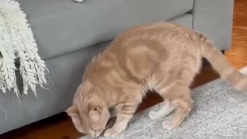 Funniest Cats Ever! / Cele mai amuzante pisici – Râzi garantat! 😂🐱