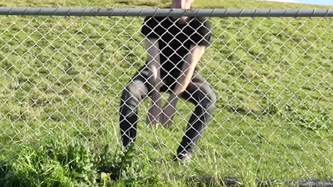How Animals Get Over a Fence (With Emojis) 😂