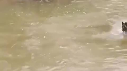 Dog Chases Duck – But the Duck Has a Genius Escape Plan! 😂😂😂