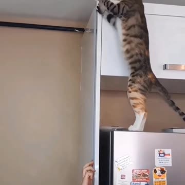 This Cat Acts Like My Best Friend 🐱❤️ | Cutest Moments Compilation