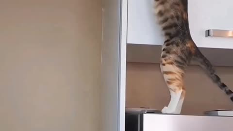 This Cat Acts Like My Best Friend 🐱❤️ | Cutest Moments Compilation