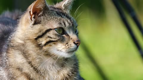 Cute Animal Ep63