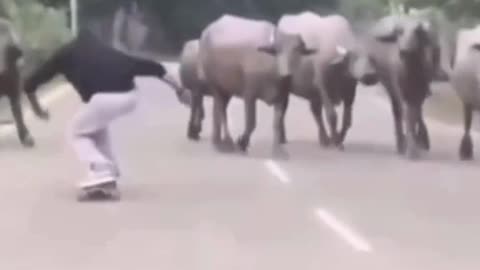 Man Skating Gets Hit by Buffalo 😳🐂