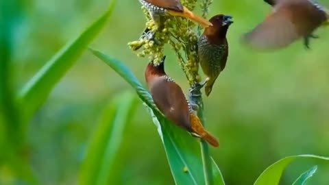 birds nature