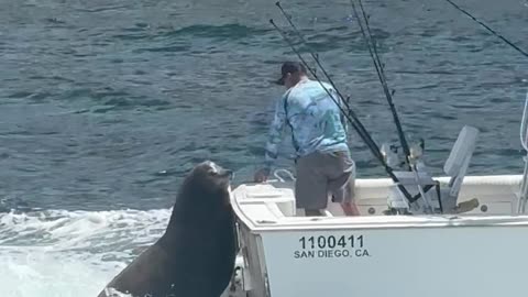 Sea Lion Acting Casual