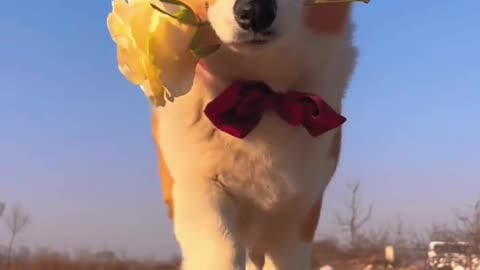 Dog Cute Video