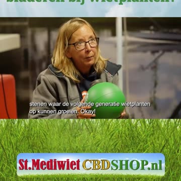 Wat doe ik met dorre bladeren bij wietplanten?