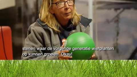 Wat doe ik met dorre bladeren bij wietplanten?