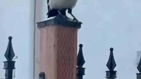 #shorts #magpie #bird sitting on a post readying for a deep dive 🦅 #birds #birdwatching #view #bird
