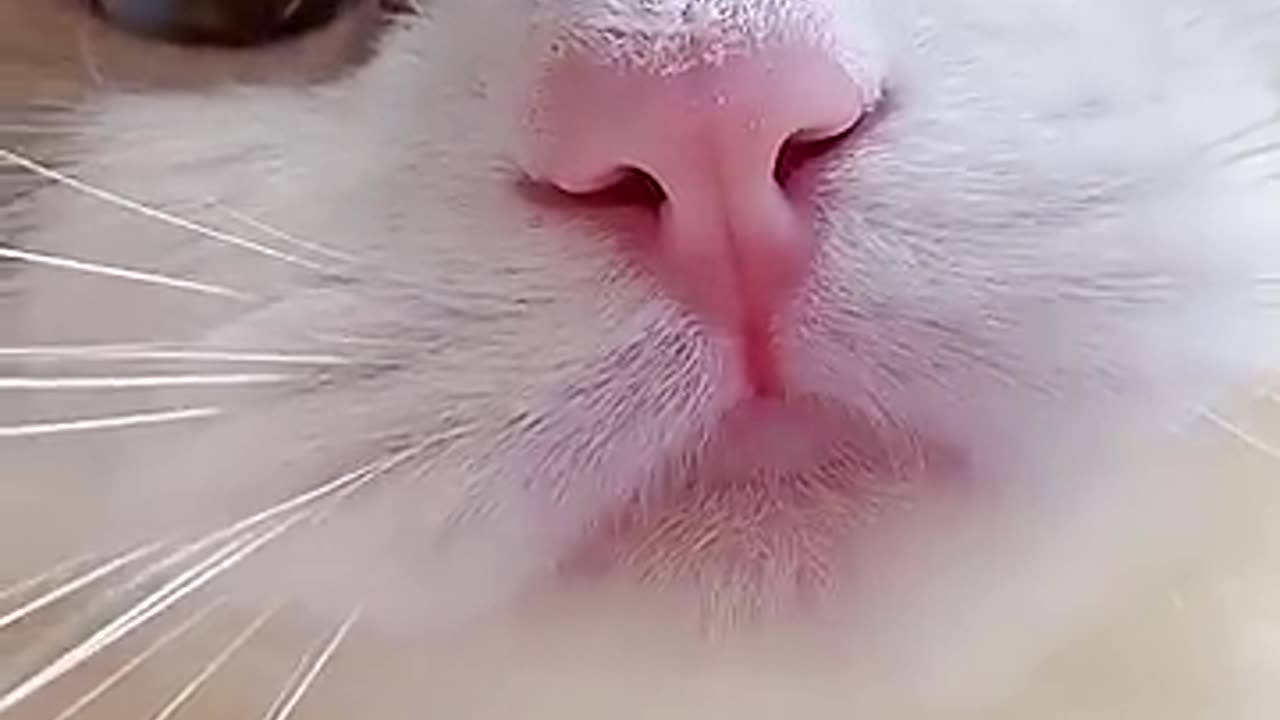 Cat Meme