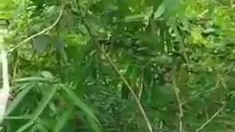 🌿💥 Myanmar War | Colonel's Army Executes IED Attack Near Yanhpo & Zawea | RCF