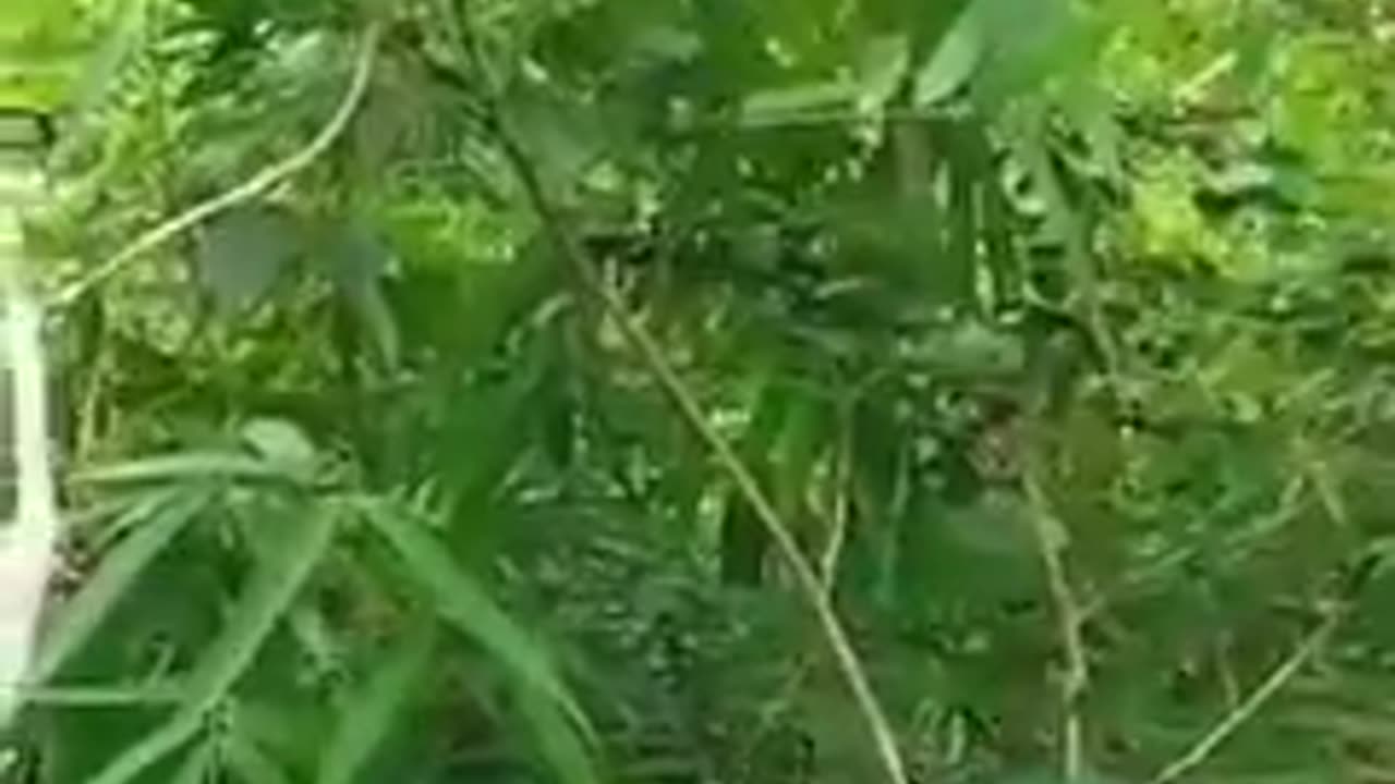 🌿💥 Myanmar War | Colonel's Army Executes IED Attack Near Yanhpo & Zawea | RCF