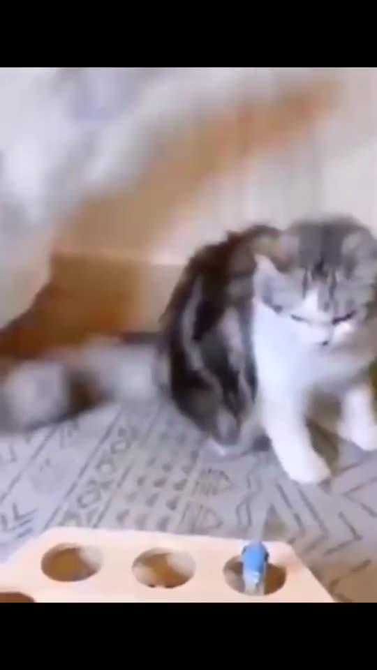 Fun moments with cute cats and dogs