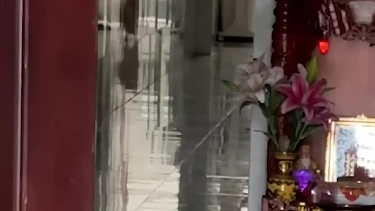 🐶😂 Watch This Adorable Corgi Run at Lightning Speed! | FeedMyCuriosity