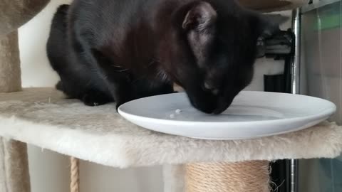 20250811 183610 Tux Chicken Cube Eating