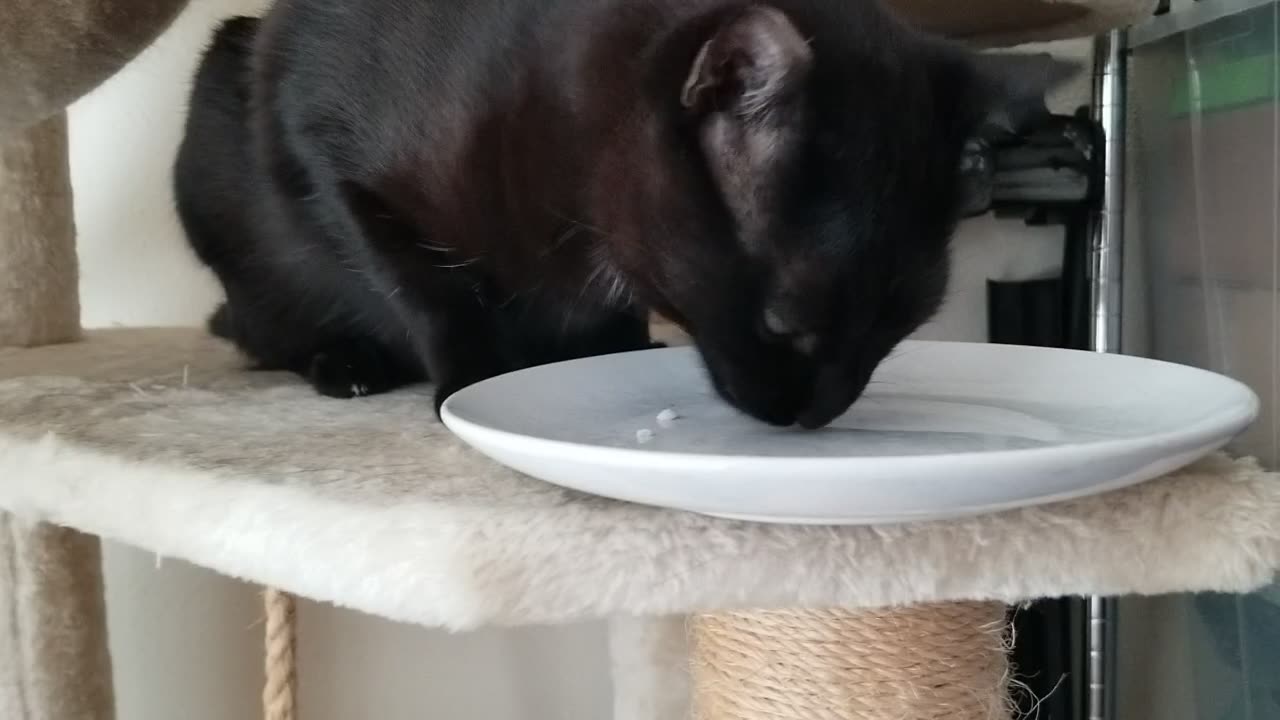 20250811 183610 Tux Chicken Cube Eating