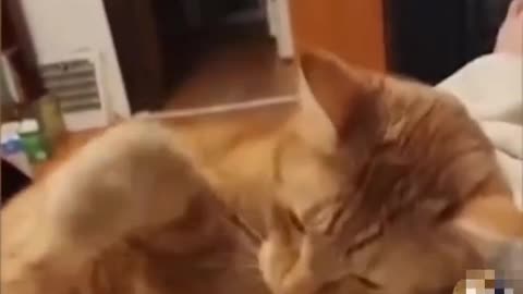 Cats Funny