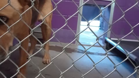 Nugget 5y Pet Id 946758 kennel 15 HSSAZ shelter Nugget can get very excited seeing people2025919109