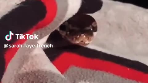 French Snake
