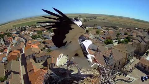 Strong winds prevent a young stork from landing safely 🌪🌪😲