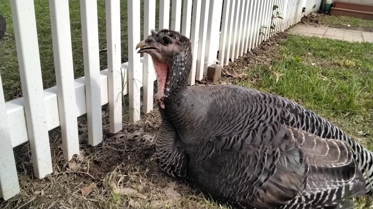 Petunia