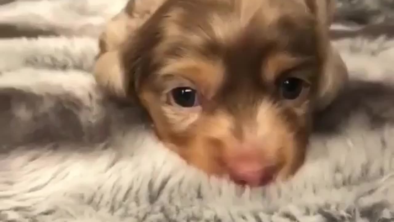 Fun Animals