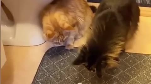 Funny cat videos