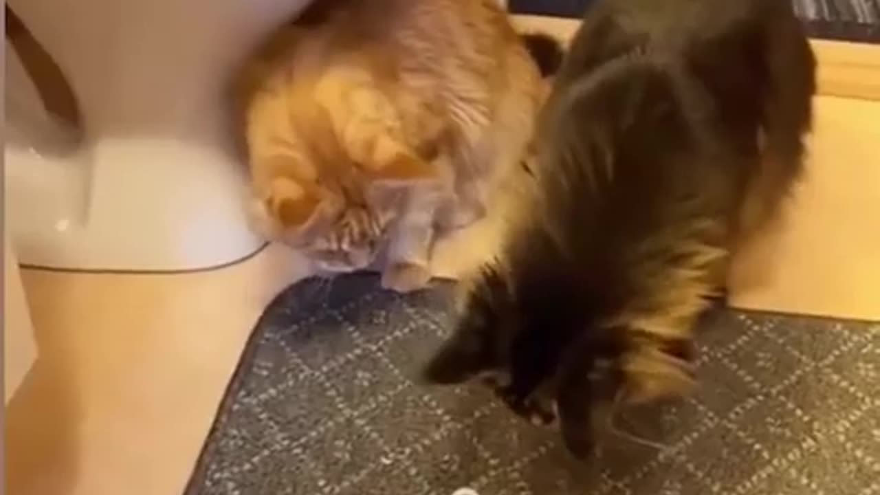 Funny cat videos