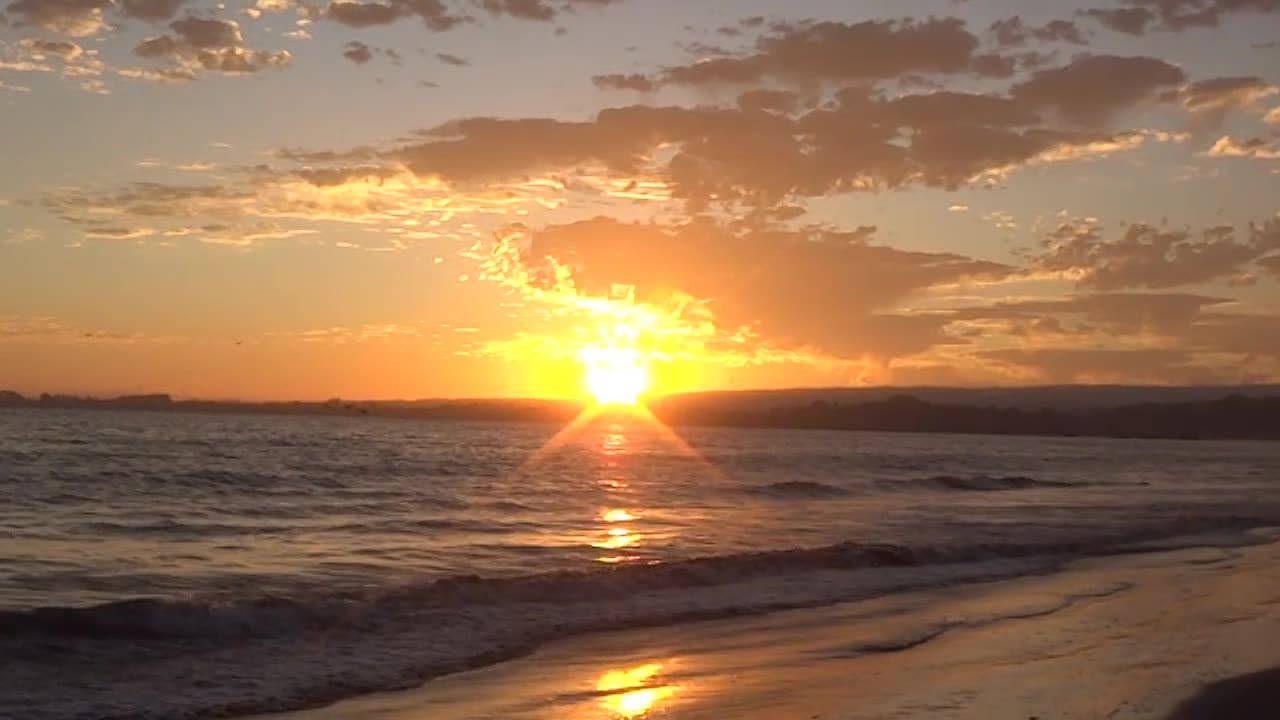 Coyote fight Ft. Ollly