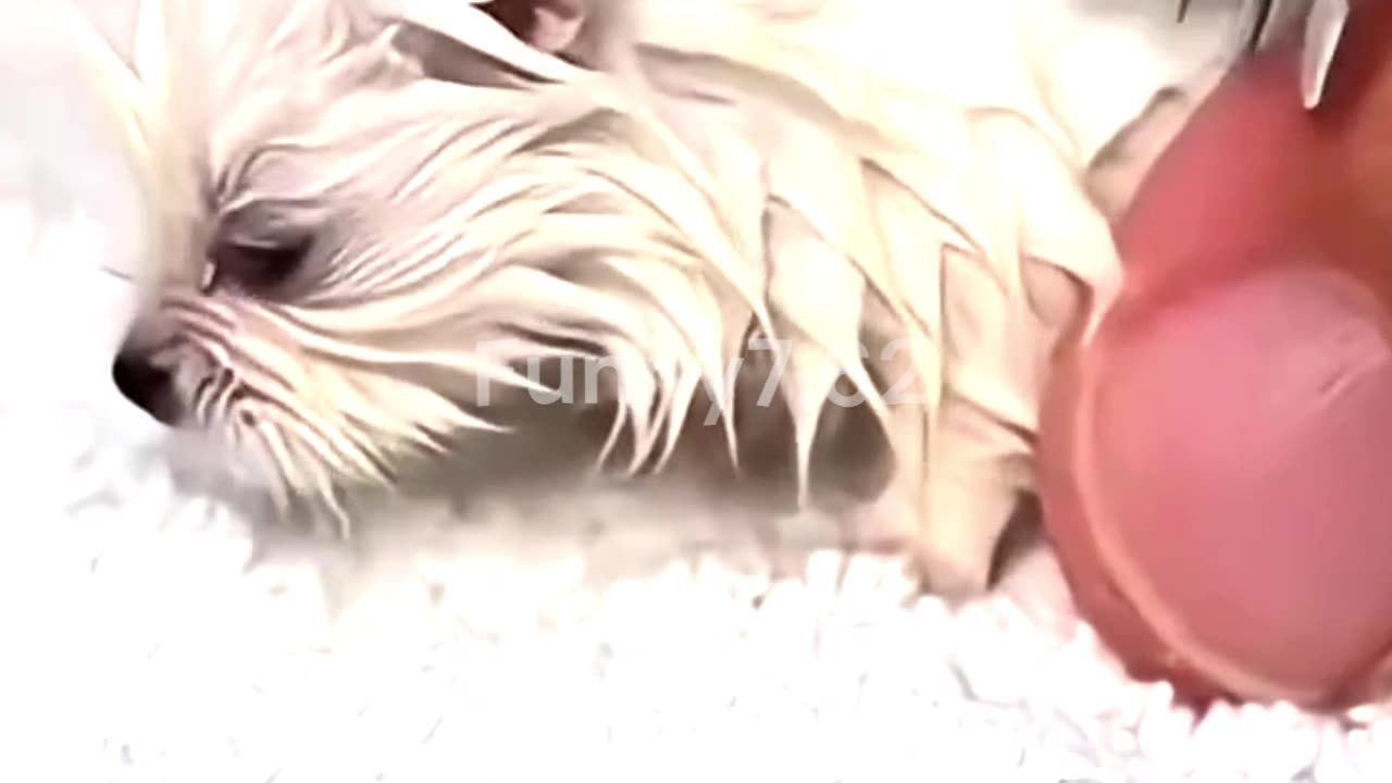 Babies and animals 😍😳