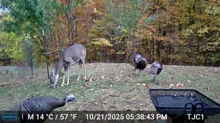 Deer and Turkeys