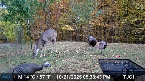 Deer and Turkeys