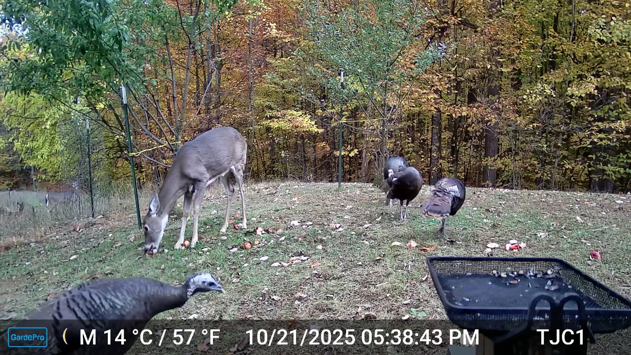 Deer and Turkeys
